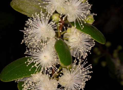 Close up of the green leaves and white flowers of a tree.