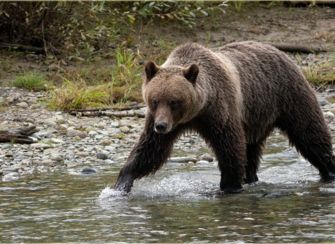 Female Grizzly Bear