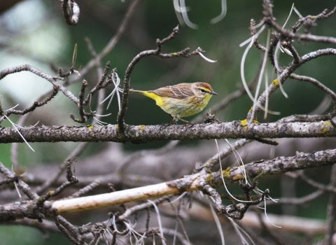 Palm warbler perched on tree branch