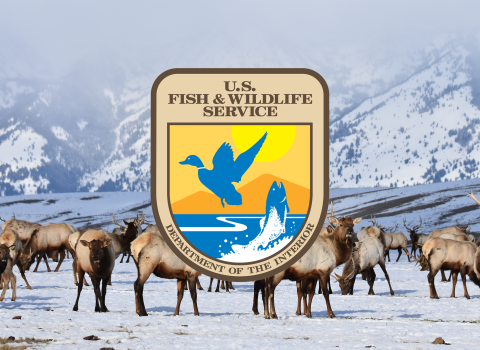USFWS logo centered above a photo of elk in winter. Logo depicts a fish breaching and a duck flying over a pond near sunrise.