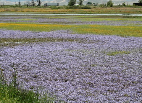 A field of dense purple and yellow flowers in flat grassland. A vernal pool wetland can be seen in the background.
