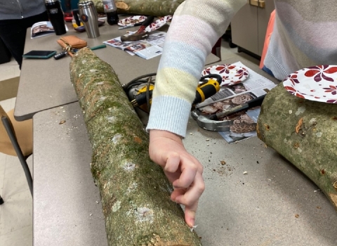 Log inoculated with mushroom spawn sealed with wax