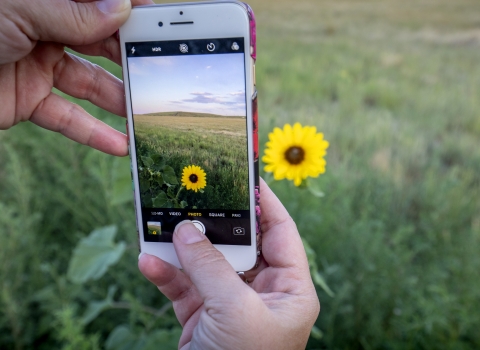 A person holding a smartphone to take a photo of a sunflower