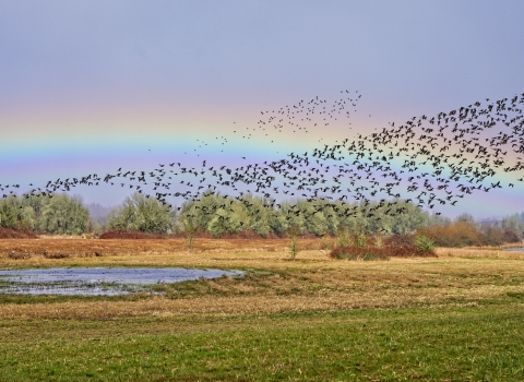 A rainbow over a wetland and green field with dozens of birds flying by