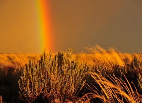 A vertical portion of a rainbow over amber waves of steppe grass
