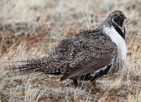 Female Greater Sage-Grouse 