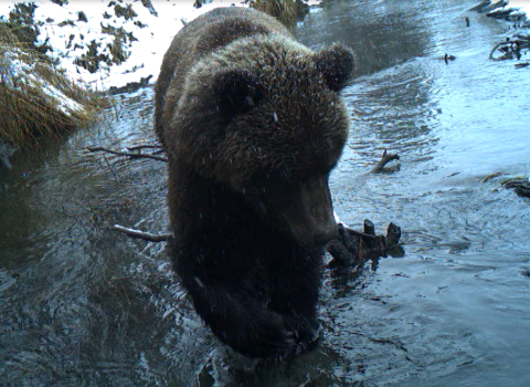 a bear in a creek with snow on the banks