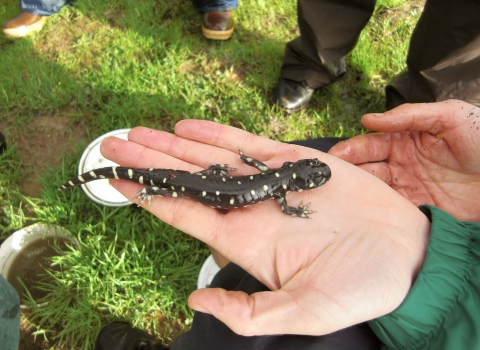 california tiger salamander in hand