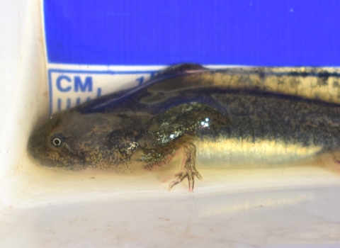 A California tiger salamander larva with tiny forelimbs lays in front of a ruler. Its full length cannot be seen.