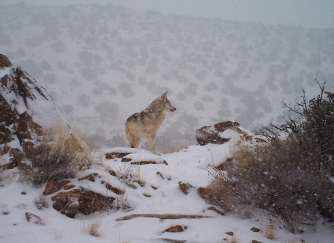 A Mexican wolf stands on a hill in the snow