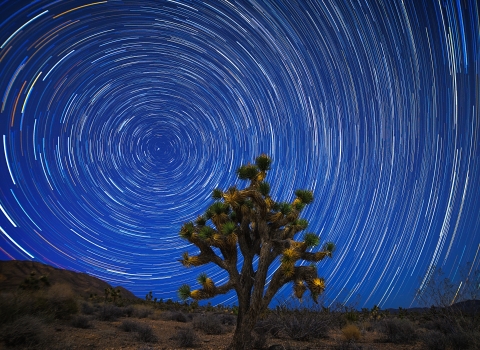 A joshua tree stands in the foreground, with bright star trails in the night sky