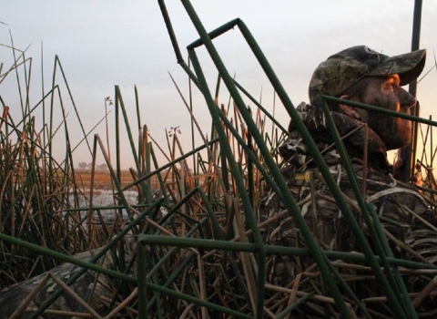 hunter in camo hidden in tule reeds