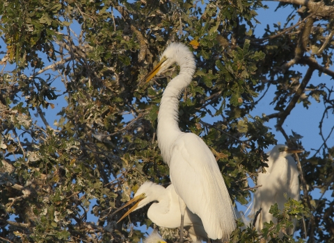 great egret nest with 3 adults and 2 juveniles