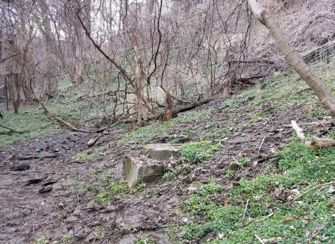 A wet area of ground in the forest