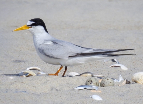 A small tern with two eggs on a beach