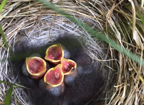 4 baby birds with open mouths in a nest