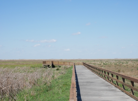 Picture of a boardwalk and observation platform extending into a marsh with emergent vegetation.