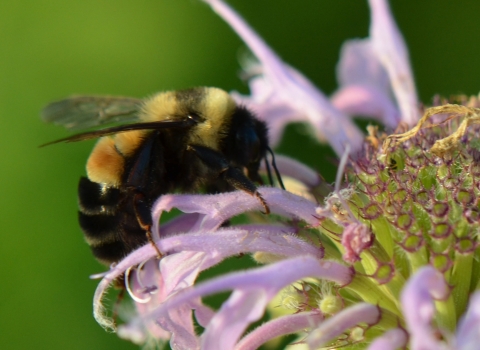 A furry bumble bee with two dark orange stripes on it's back crawls on the light purple petals of a flower. 