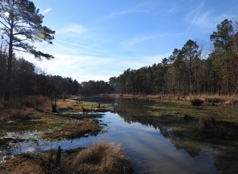 Pond surrounded by pine forest.