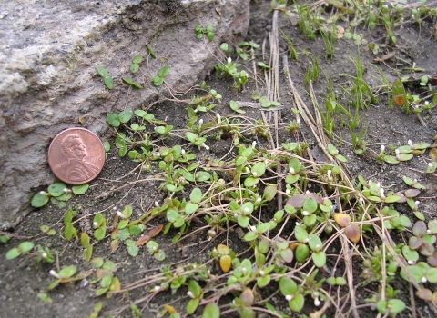 small round leaf plant on granite rock with a penny for size scale