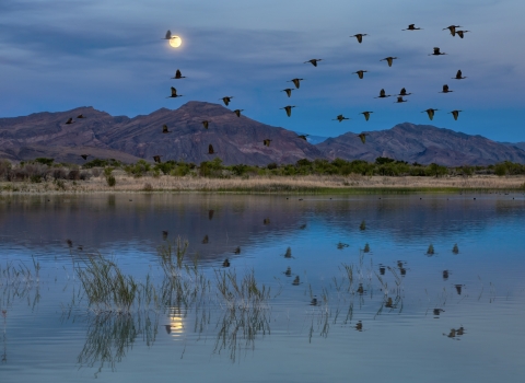 Birds fly over desert wetland with mountains in background.