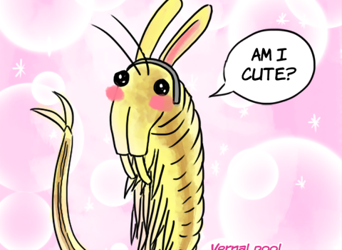 an illustration of a vernal pool fairy shrimp with cat ears against a pink sparkly background. The shrimp is saying "am I cute?" and is blushing.