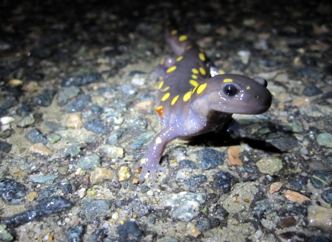 a small purple salamander with yellow spots on a road at night