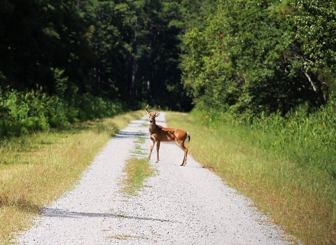 A White Tailed Deer standing in the middle of a gravel road on the refuge.