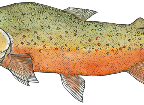 Illustration of a Bull trout