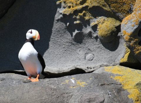 horned puffin on the rocks