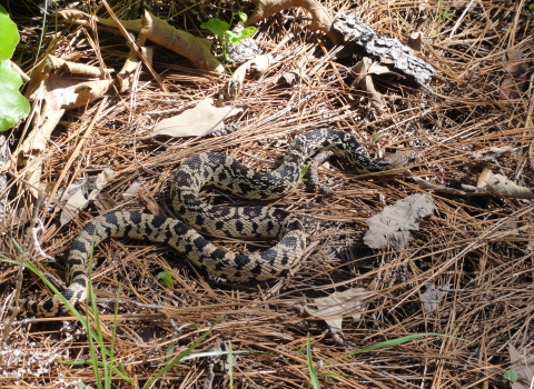 large snake crawling on pine straw