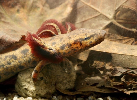 Partial view- head, upper torso, and right forelimb - of a salamander underwater standing on a rock with leaves and other debris in the background.