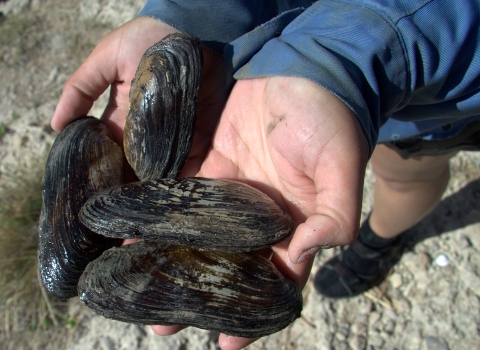 Hands holding four Texas hornshell mussels