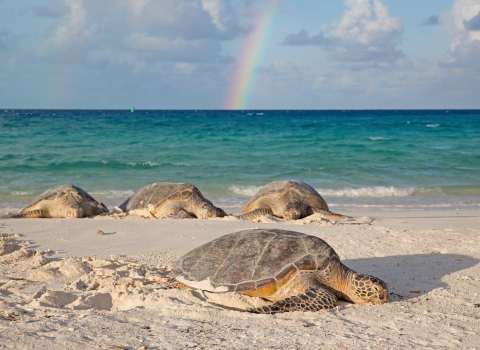 Four sea turtles bask on a beach in the sun. A rainbow is in the sky behind them.