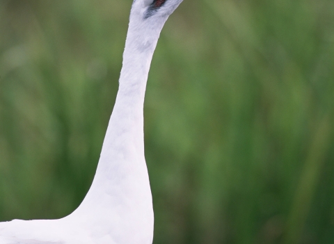 whooping crane close up