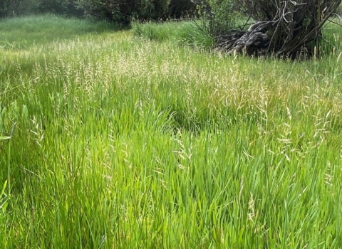 Oregon semaphore grass at one of the natural population sites