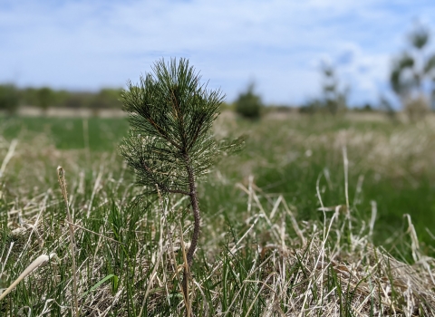 small pine tree in grass