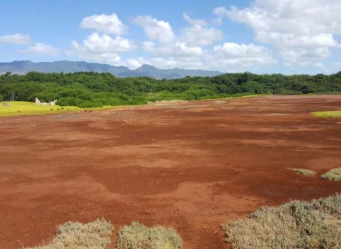Red dirt sits in the foreground with lush green bushes in the back. 