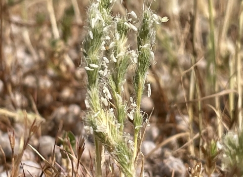 A spiky green plant rises among dry grass
