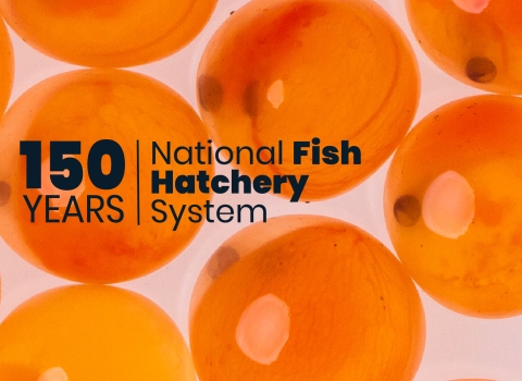150 Years. National Fish Hatchery System.” in front of glossy orange eggs against a white background. 