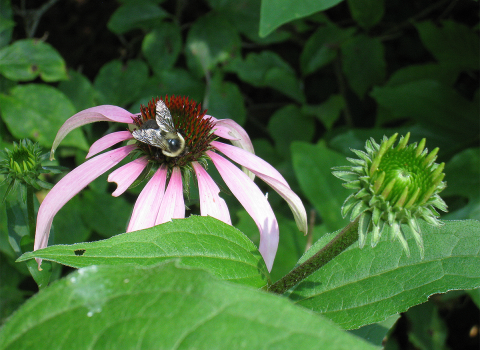 Bumblebee foraging on a flower with a dark red center and long pink petals surrounded by green leaves and immature, green flower heads.