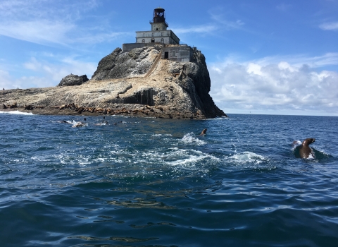 Steller sea lions off Oregon coast at Tillamook Rock