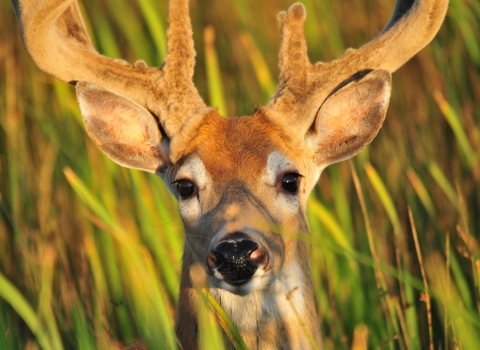 face of deer with velvet on antlers