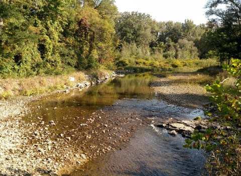 A rocky river flowing between trees