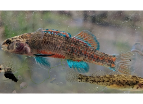 A close up of a watercress darter