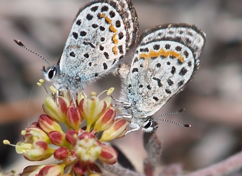 Two butterflies on a flower