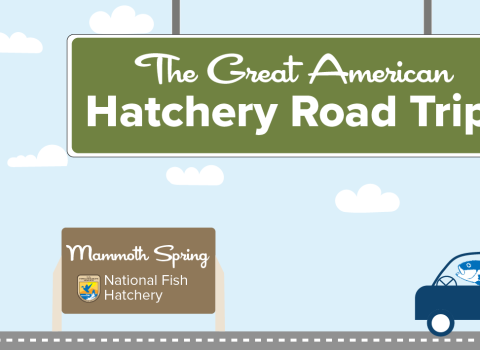 A graphic of a light blue sky with puffy clouds. A green highway sign hangs from the top and reads "The Great American Hatchery Road Trip." At the bottom, a fish drives a blue car along a road toward a brown sign with the USFWS logo and text that reads "Mammoth Spring National Fish Hatchery."