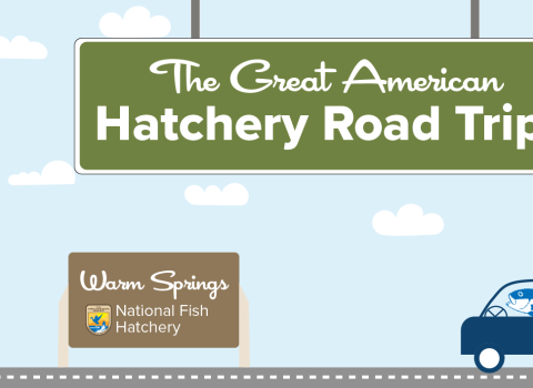 A graphic of a light blue sky with puffy clouds. A green highway sign hangs from the top and reads "The Great American Hatchery Road Trip." At the bottom, a fish drives a blue car along a road toward a brown sign with the USFWS logo and text that reads "Warm Springs National Fish Hatchery."