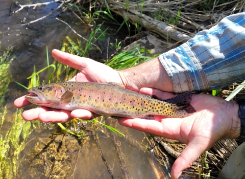 A medium shot of a person's hands holding a brown, red and gold trout with dark spots. 