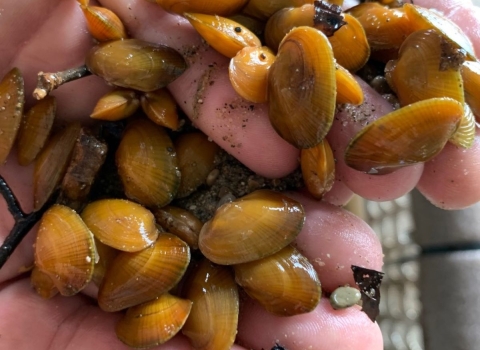 Several yellow juvenile freshwater mussels held in hands